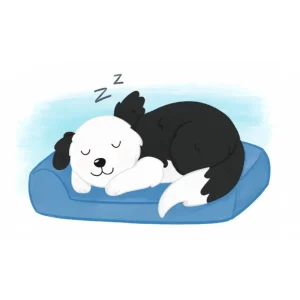 Improve Your Dog’s Quality of Life BUNDLE